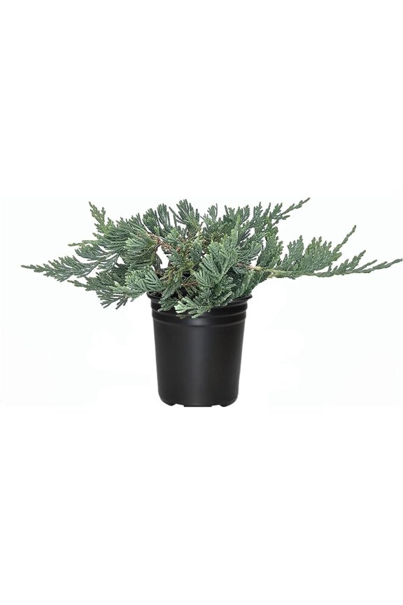 Blue Rug Juniper - 5 Live 4 Inch Plants - Juniperus Horizontalis 'Wiltonii' - Drought Tolerant Cold Hardy Evergreen
