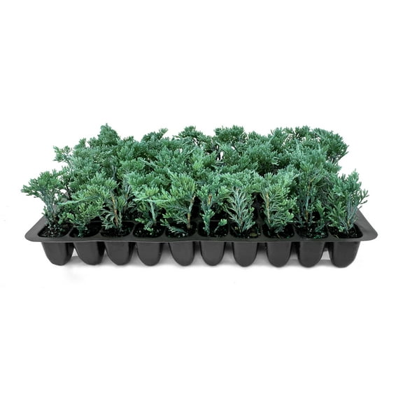 Blue Rug Juniper  60 Live Plants  Juniperus Horizontalis Wiltonii  Low Maintenance Evergreen Ground Cover  Drought Tolerant Landscaping