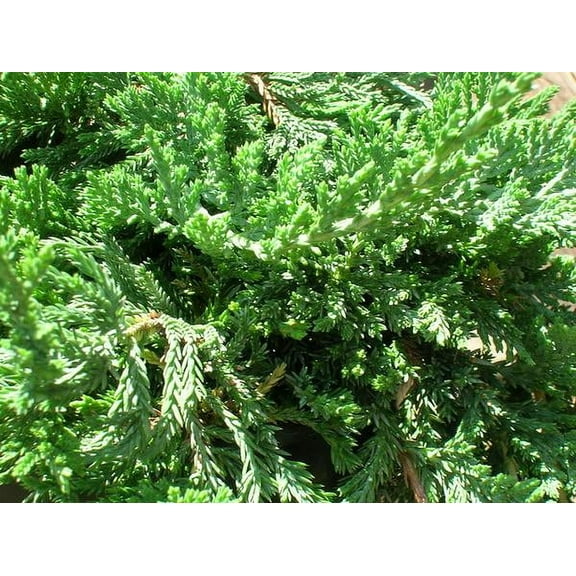 Blue Rug Juniper Live Plant 6-12" in Height in a #3 Container