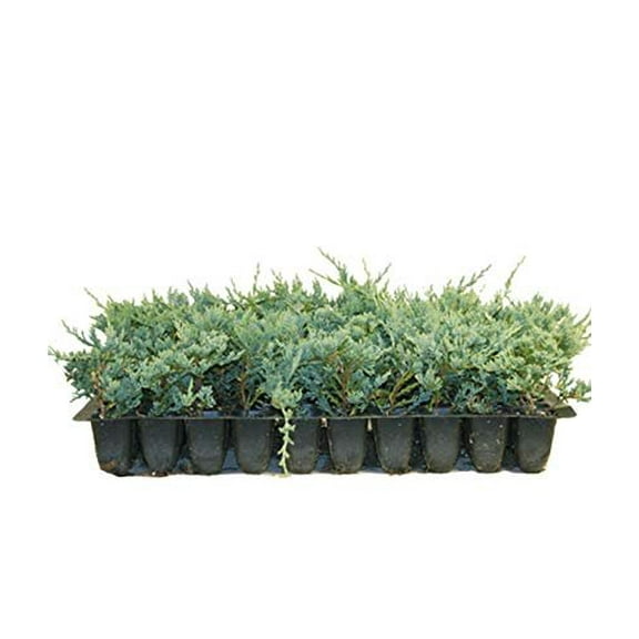 Blue Rug Juniper Qty 10 Live 2" Plants Evergreen Groundcover