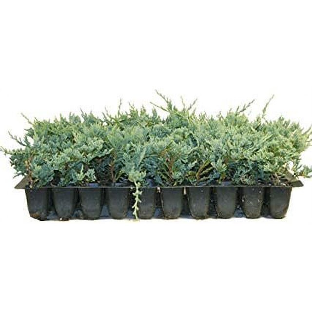 Blue Rug Juniper Qty 10 Live 2" Plants Evergreen Groundcover