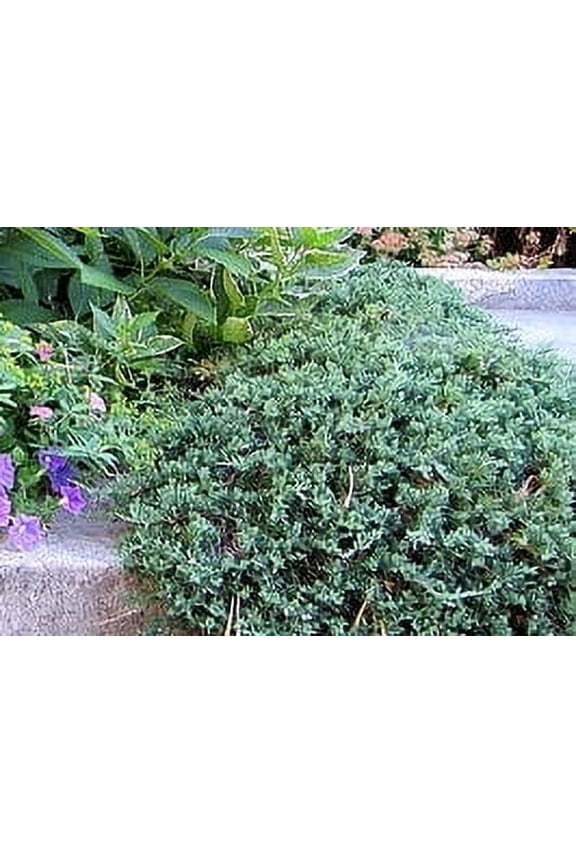 Blue Rug Juniper in a #1 container