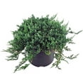 thumbnail image 1 of Blue Rug Juniper, 1 of 4
