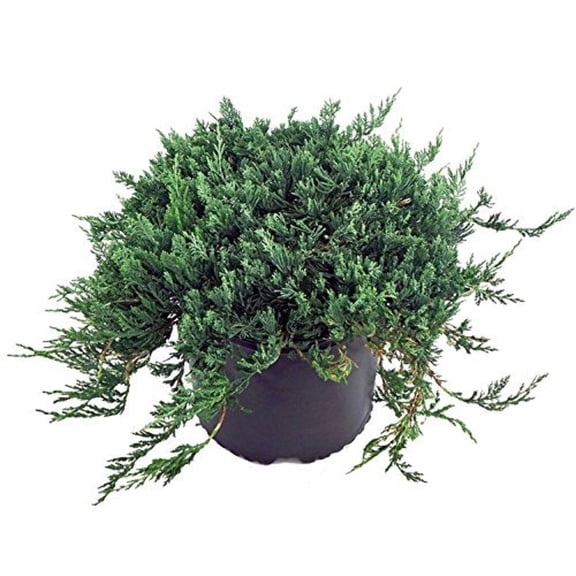 Blue Rug Juniper