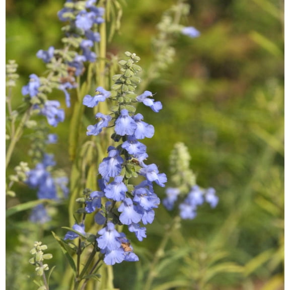 Blue Sage- Salvia azurea- Live Starter Plant
