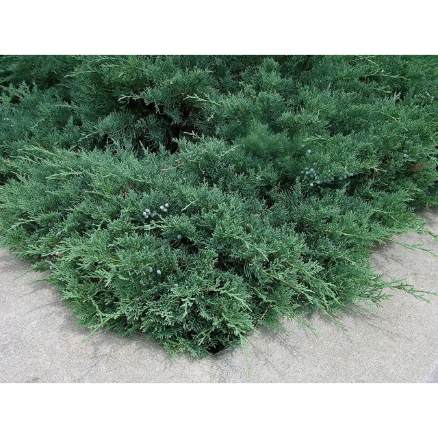 Blue Sargent Juniper 3 Live Plants Juniperus Chinensis Drought