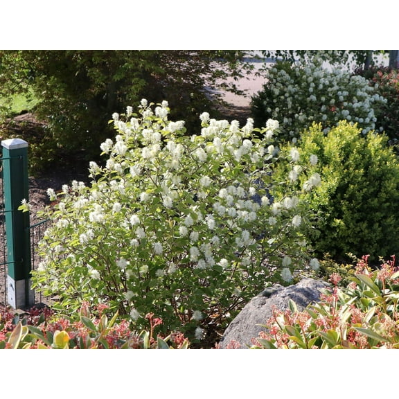 Blue Shadow Dwarf Fothergilla-Compact Shrub-Fragrant Flowers 3 Gallon
