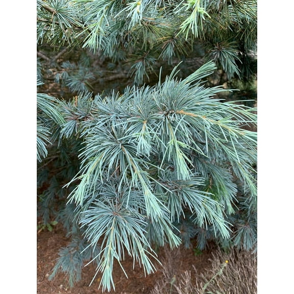 Blue Shag Eastern White Pine-Compact Dwarf Variety-Great for Mixed Borders  3 Gallon