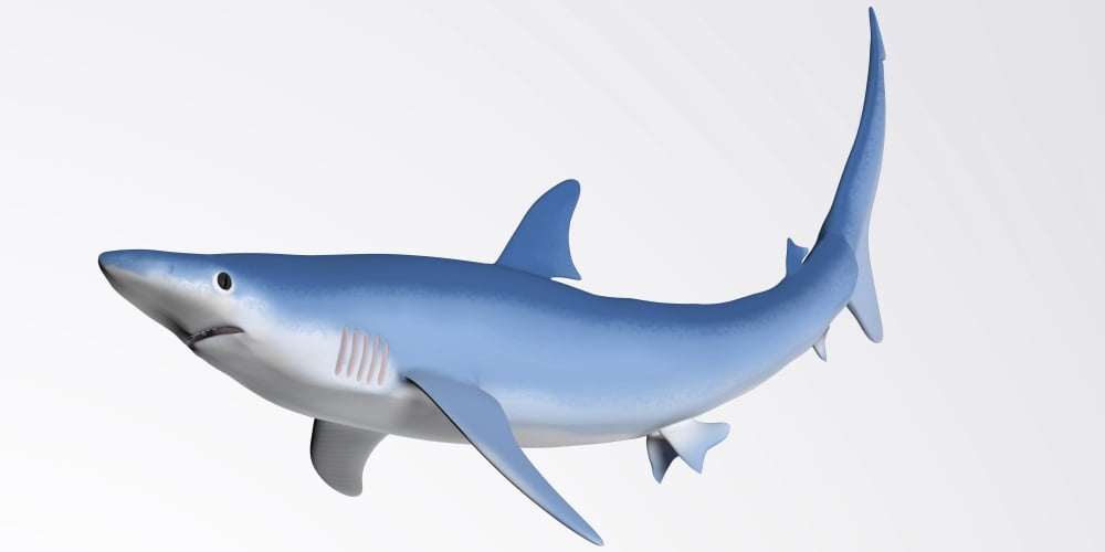 Blue Shark Profile Canvas Art - Corey FordStocktrek Images (40 x 20)