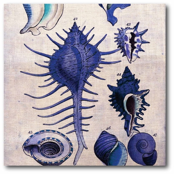 Blue Shells II Gallery-Wrapped Canvas Wall Art, 16x16