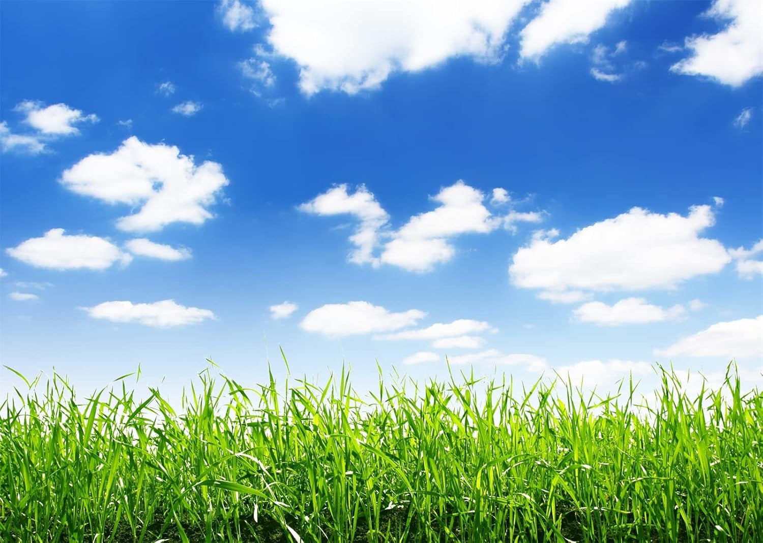 Blue Sky Spring Meadow Backdrop Green Grass Lawn Blue Sky White Clouds