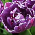 Blue Spectacle Double Late Tulip Flower Bulbs 12 Bulbs per Pack