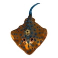 thumbnail image 1 of Blue Spotted Stingray Polish Blown Glass Christmas Ornament  Tree Decoration, 1 of 6