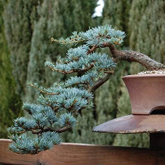 CZ Grain 20 Blue Spruce Bonsai Plant Seeds, Unique Coniferous Bonsai Plant