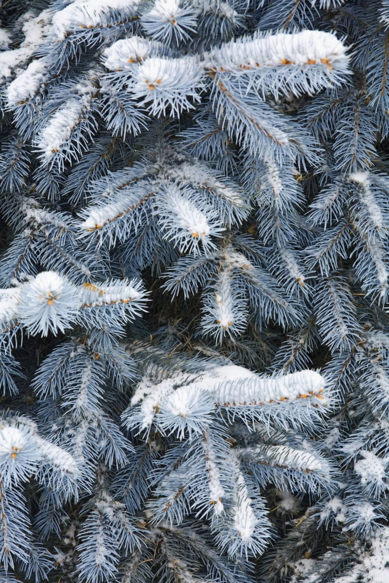 Blue Spruce Branches Covered In Snow Canvas Art - Carson Ganci Design Pics (11 x 17)