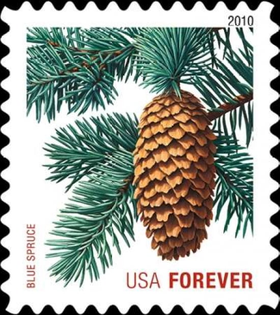 Blue Spruce Pinecone Canvas Art - US POSTAL SERVICE (24 x 24)