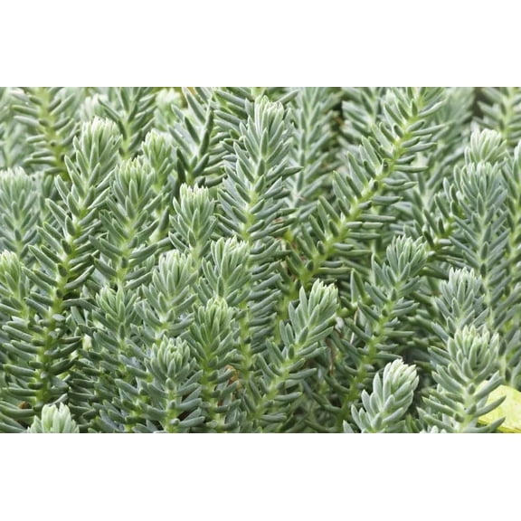 Blue Spruce' Stonecrop Sedum reflexum - Drought-Tolerant Evergreen Succulent for Rock Gardens & Borders  1 Gallon (Pack of 2)