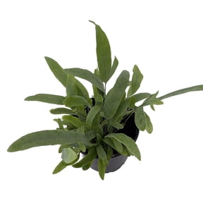 Blue Star Fern - 4" Pot - Phlebodium aureum - Easy House Plant