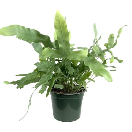 Blue Star Fern - Live Plant in a 6 inch Pot - Phlebodium Aureum - Rare and Exotic Ferns from Florida