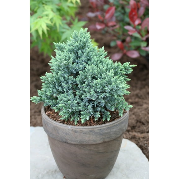 Blue Star JuniperCompact EvergreenSilveryBlue Foliage 1 Gallon