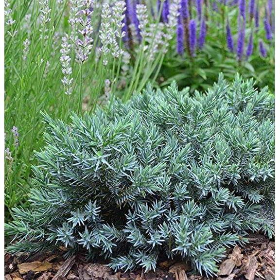 Blue Star Juniper - 10 Live Plants - Juniperus Squamata - Low Maintenance Evergreen Groundcover