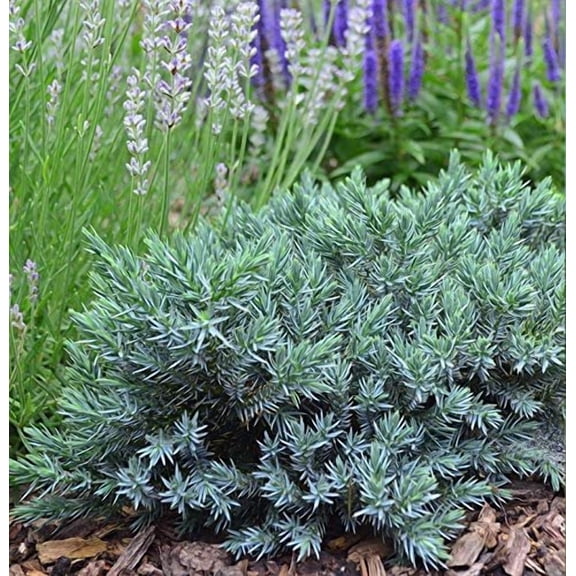 Blue Star Juniper - 10 Live Plants - Juniperus Squamata - Low Maintenance Evergreen Groundcover