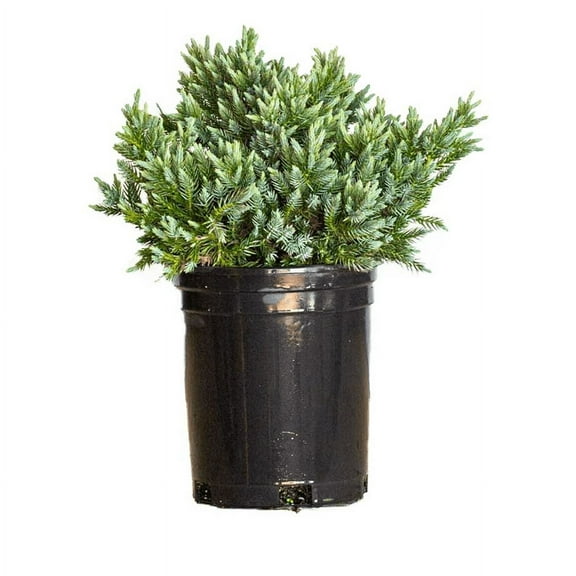 Expert Gardener Blue Star Juniper (2.5 Quart) Low-Growing Groundcover Evergreen Shrub - Full Sun Live Outdoor Plant
