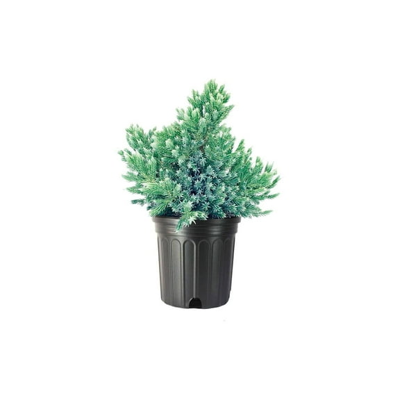Blue Star Juniper 3 Large Gallon Size Plants Juniperus Squamata Low Maintenance Blue Evergreen Groundcover