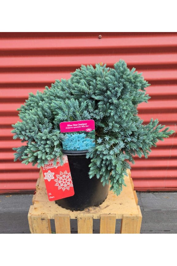Blue Star Juniper