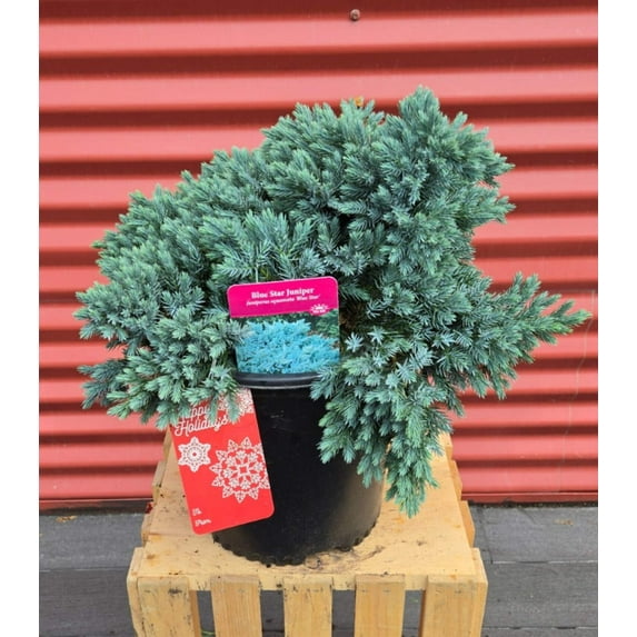 Blue Star Juniper