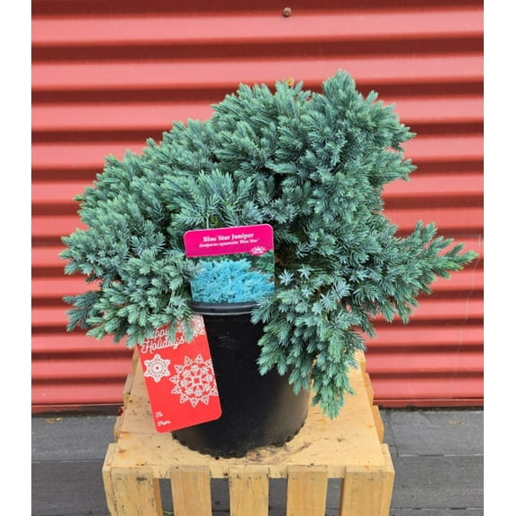 Blue Star Juniper