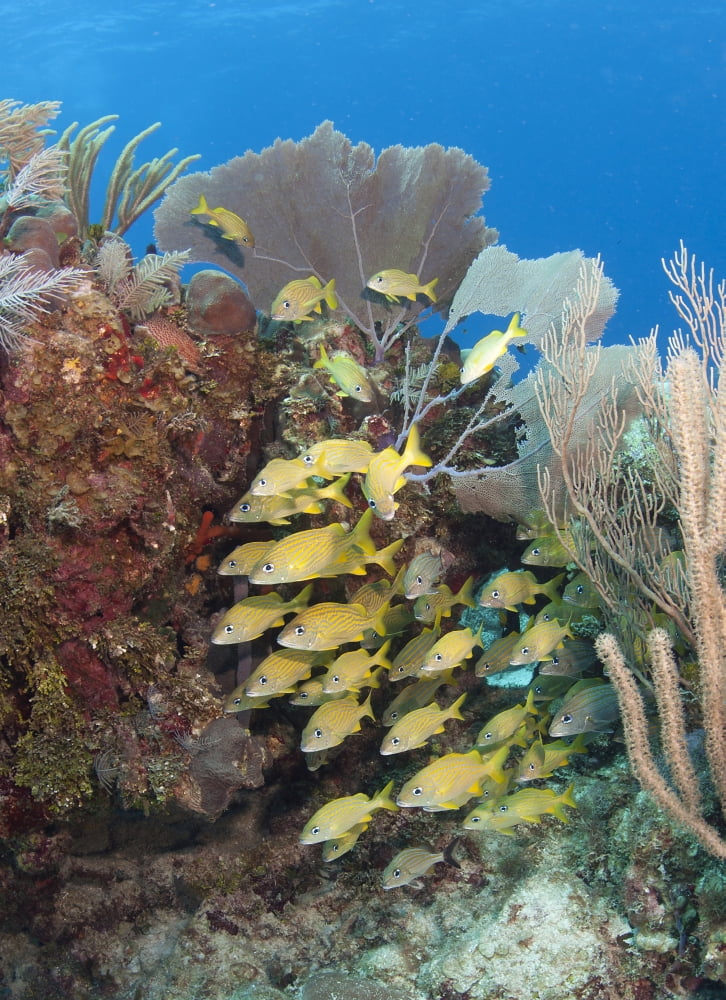 Blue Striped grunts schooling on Caribbean reef Canvas Art - Karen DoodyStocktrek Images (24 x 33)