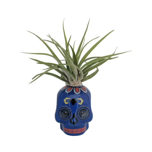 Blue Sugar Skull Planter with Live Tillandsia Air Plant - 3" x 3"