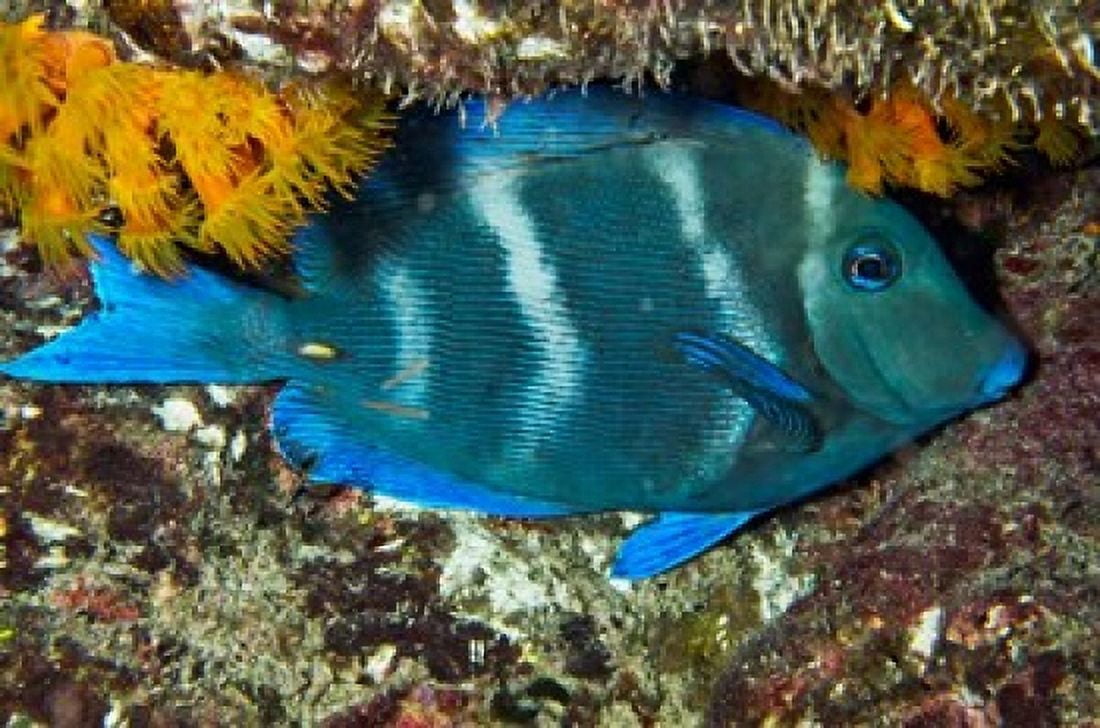 Blue Tang fish Bonaire Netherlands Antilles Caribbean Canvas Art - Pete Oxford DanitaDelimont (36 x 24)
