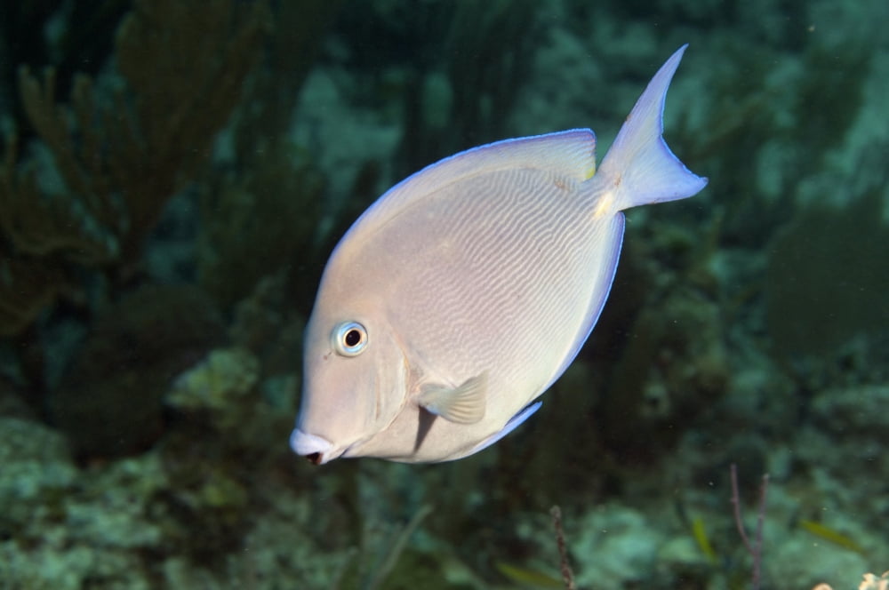 Blue Tang on caribbean reef Canvas Art - Karen DoodyStocktrek Images (18 x 12)