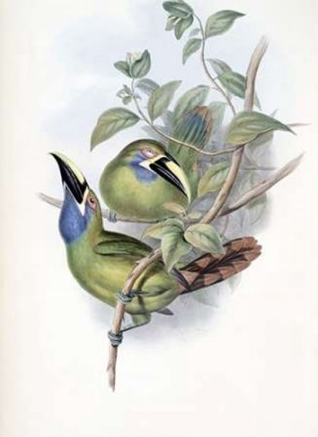 Blue-Throated Groove-Bill - Toucan Canvas Art - John Glover (20 x 28)