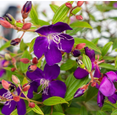 thumbnail image 1 of Blue Tibouchina Live Plant 5–8 Inch Tall, Vibrant Purple-Blue Flowering Princess Flower Shrub for Outdoor Garden & Patio Planting, 1 of 7