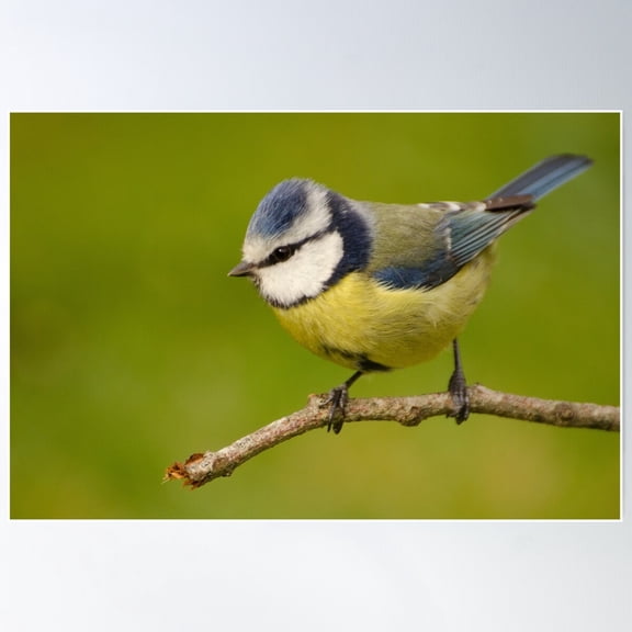 Blue Tit Poster Wall Art, Modern Wall Decor For Living Room Bedroom, 12x18 UNFRAMED