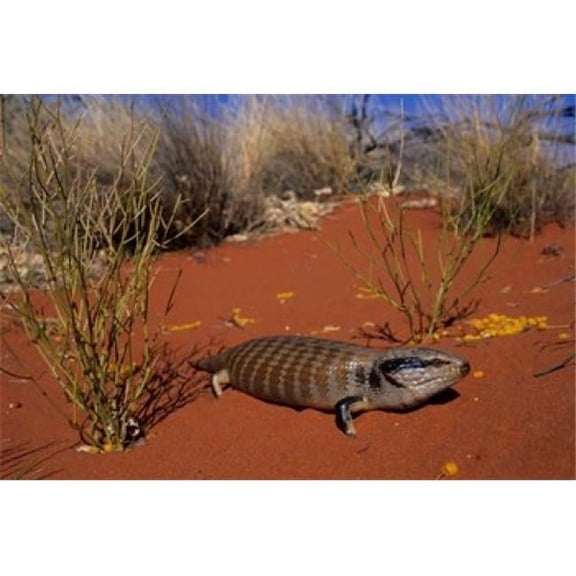Blue-Tongued Skink Lizard Ayers Rock Australia Poster Print by Kevin Schafer - 27 x 18 in.
