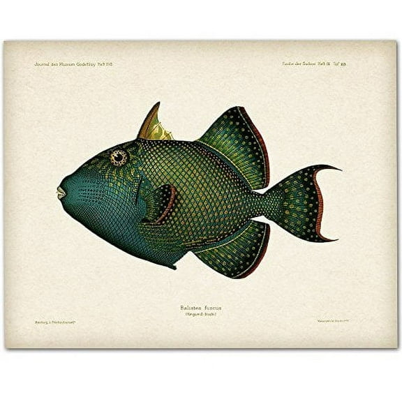 Lone StarBlue Trigger Fish Artwork 11 x 14 Art Print