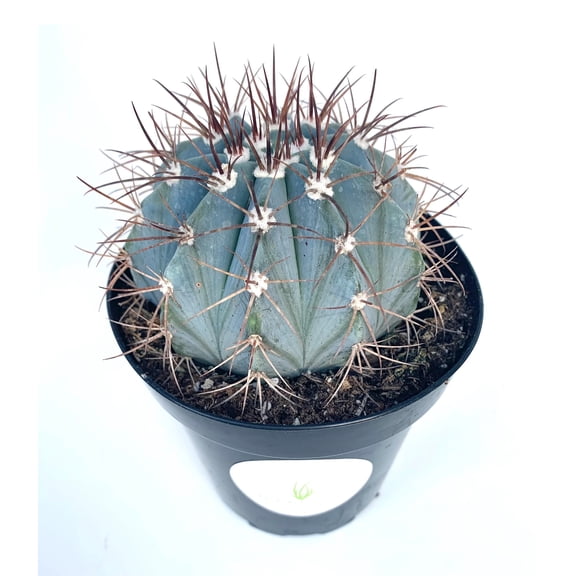 Blue Turk's Cap Cactus Melocactus Azureus Live Plants 4in Pot, Easy to Grow
