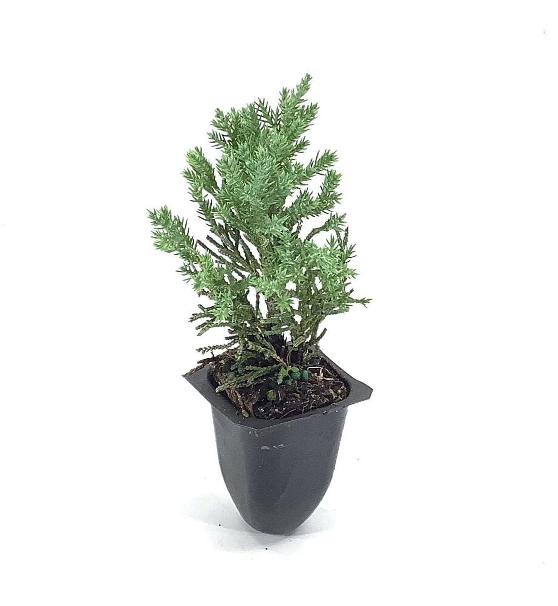 Blue Vase Juniper Live Plant Juniperus Chinensis Low Maintenance