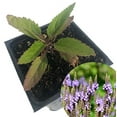 thumbnail image 1 of Blue Vervain Plant (Verbena hastata) 2.5 inch Pot, 1 of 4
