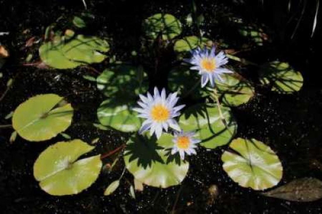 Blue Water Lily I Canvas Art - Dana Underdahl (12 x 18)