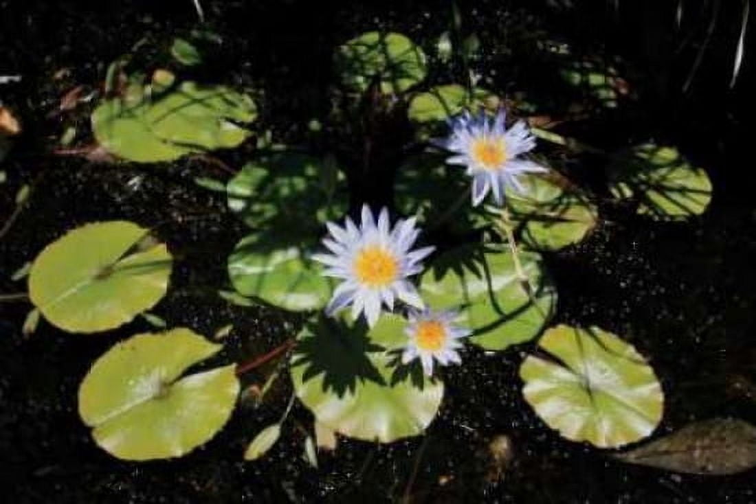 Blue Water Lily I Canvas Art - Dana Underdahl (24 x 36)