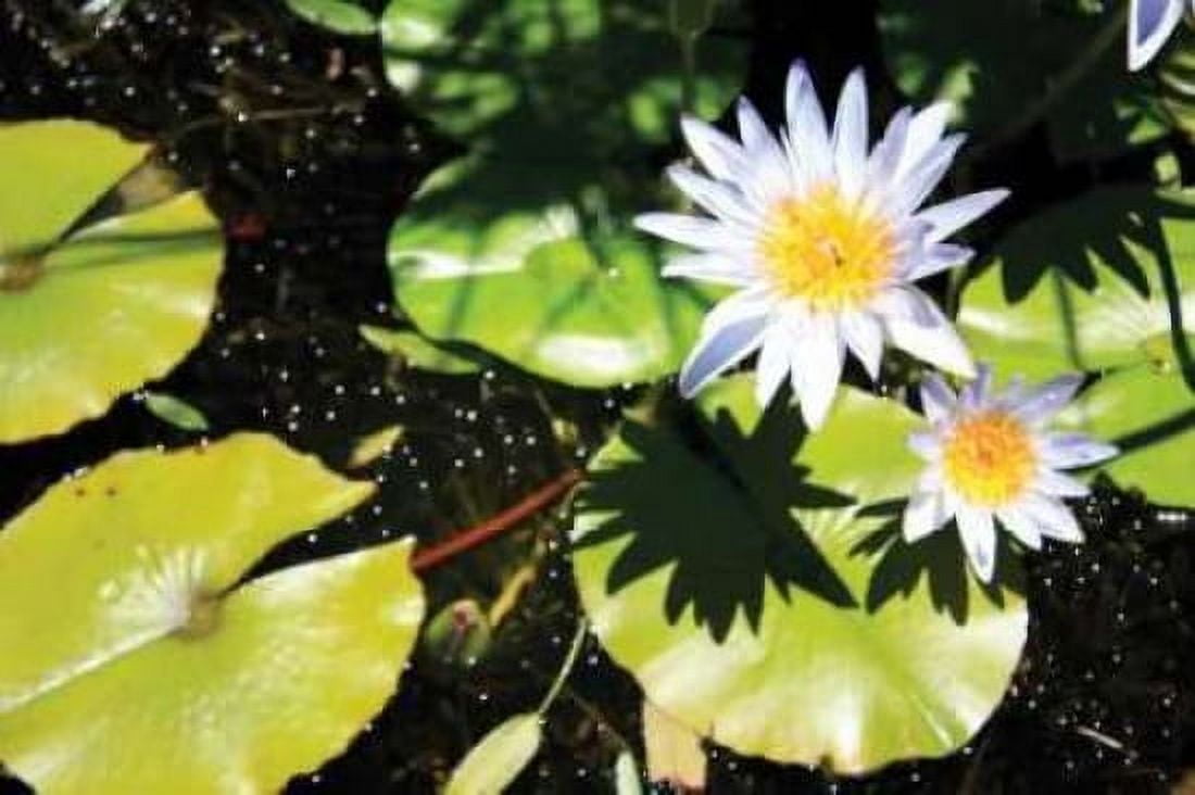 Blue Water Lily II Canvas Art - Dana Underdahl (12 x 18)