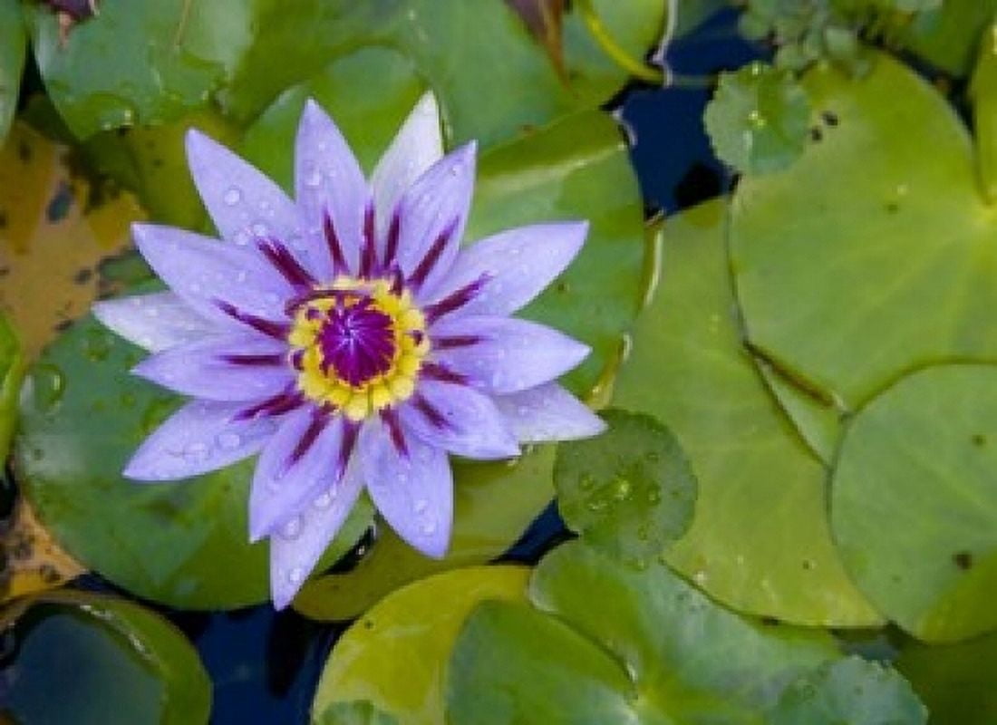 Blue Water Lily Jardin De Balata Martinique French Antilles West Indies Canvas Art - Scott T Smith  DanitaDelimont (36 x 24)