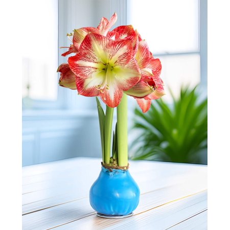 Blue Waxed Amaryllis with Red and White Striped Flower