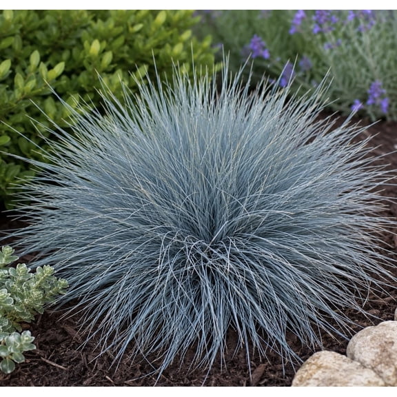 Blue Whiskers Fescue Live Plant Plugs | Blue Ornamental Grass Starter Plants | Drought Tolerant Clumping Landscape Grass for Borders, Rock Gardens & Containers (5 Plugs)