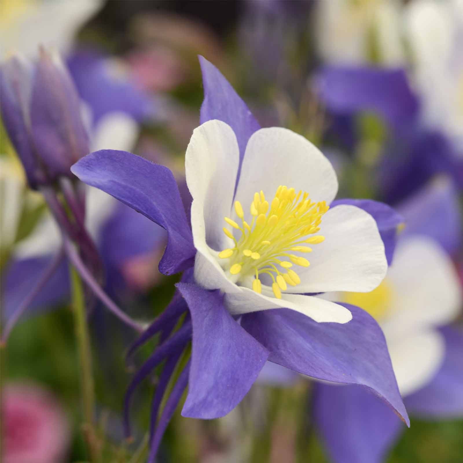 Blue & White Swan Columbine Seeds - 100 Seeds - Perennial Flower Garden Seeds - Aquilegia x hybrida